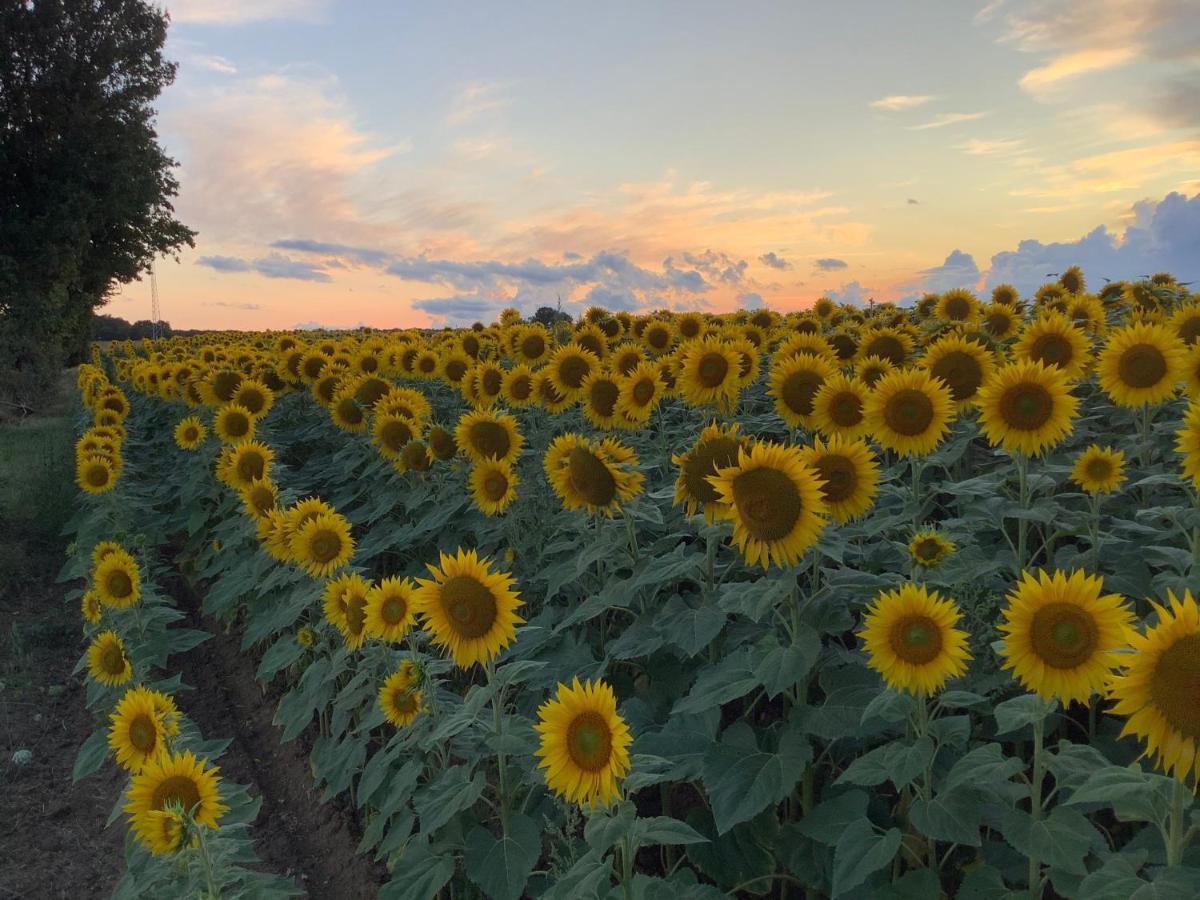 Autour Des Vignes B&B Herry Zewnętrze zdjęcie